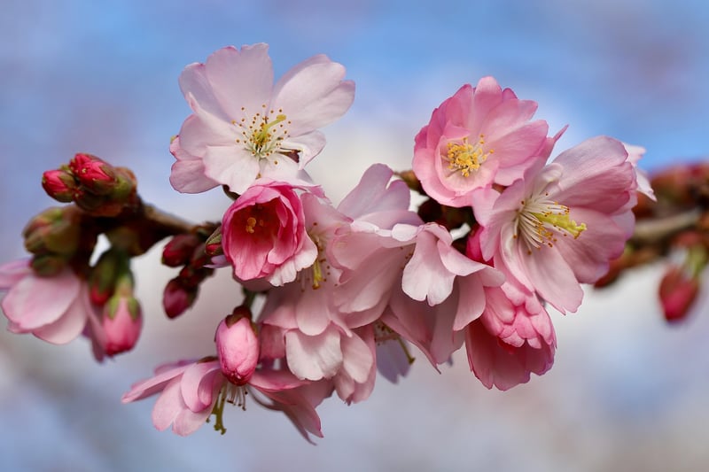Cultural Exploration in Japan